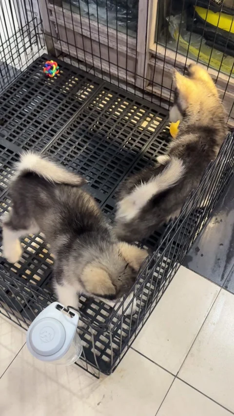 Alaskan malamute Puppy Vidéo 342623314
