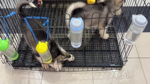 Alaskan malamute Puppy 스톡 동영상 342623318