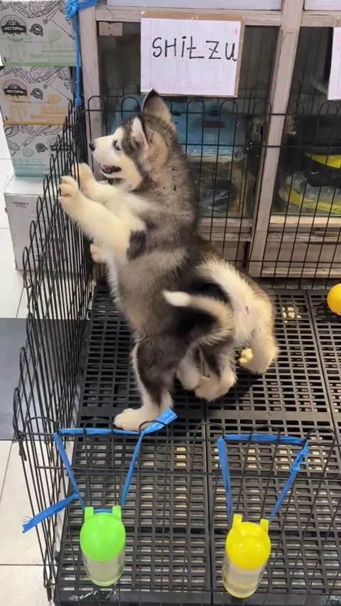 Alaskan malamute Puppy Vidéo 342623320