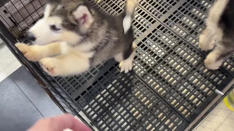 Alaskan malamute Puppy 스톡 동영상 342623323