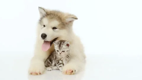 Alaskan malamute puppy hugging tiny kitten Stock Footage 90210513