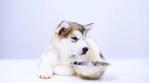 Alaskan malamute puppy lying with empty bowl Stock Footage 132884539