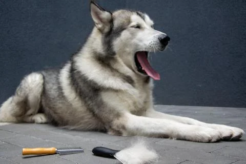 The Alaskan Malamute relaxes on a paved surface, yawning widely with a groomi Stock Photos