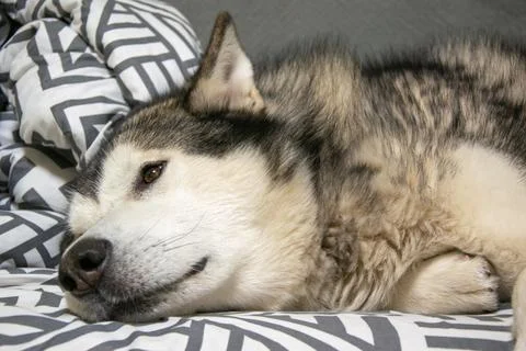 The Alaskan Malamute rests peacefully on a patterned bedspread, showcasing it Stock Photos