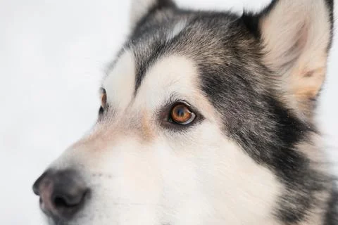Alaskan malamute in winter forest. close up portrait. side view. Stock Photos