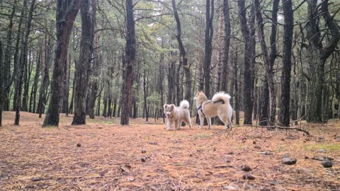 Alaskan malamutes in the forest Stock Footage 141139244