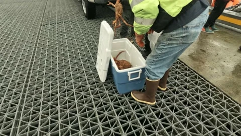 Alaskan man putting fresh caught king crab into cooler Stock Footage 170809779