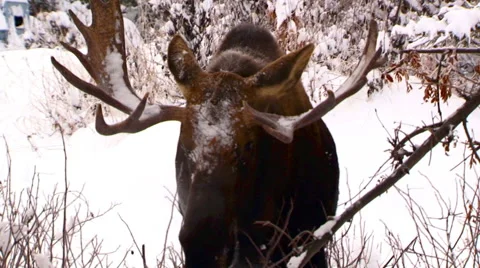 Alaskan moose eating willows in winter Stock Footage