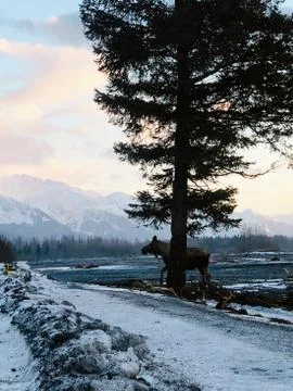 Alaskan moose Stock Photos
