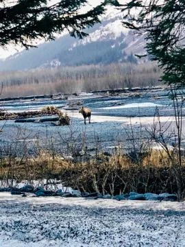 Alaskan moose Stock Photos