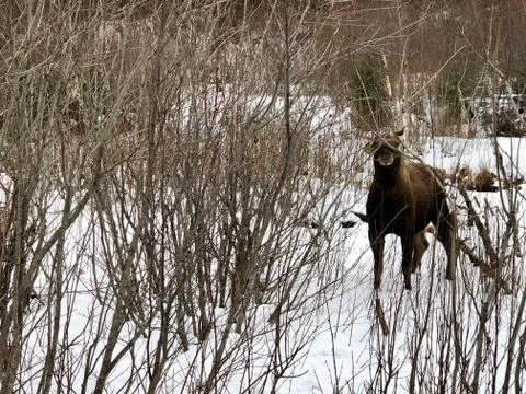 Alaskan moose Stock Photos
