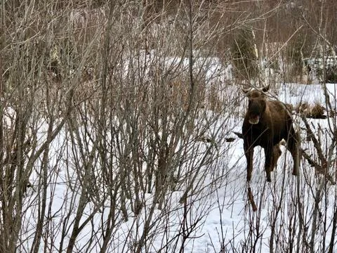 Alaskan moose Foto stock