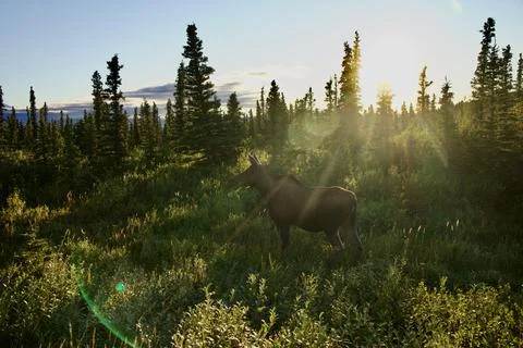 Alaskan Moose Stock Photos