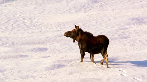 Alaskan moose running over frozen lake Stock Footage