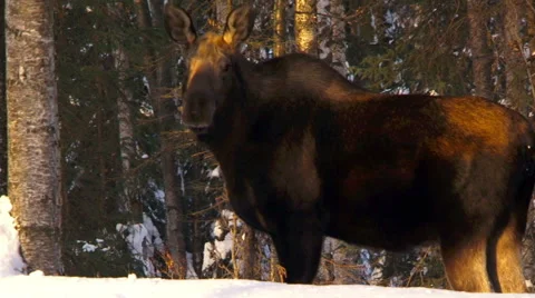 Alaskan moose turning and looking at camera,  in winter Stock Footage 40450334