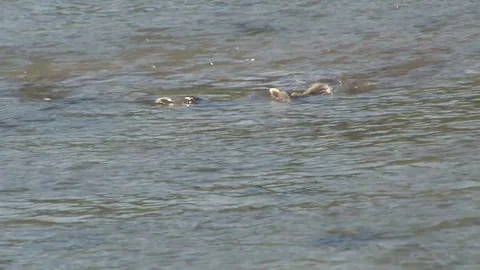 Alaskan Salmon Swimming Stock Footage 85532166