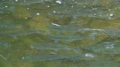 Alaskan Salmon Swimming Upstream for Spawn Stock Footage 83146320