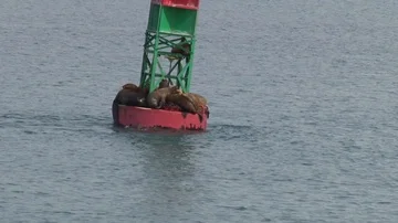 Alaskan Seals on Buoy Stock Footage 85532193