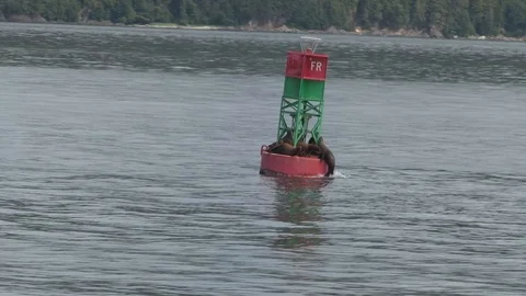 Alaskan Seals on Buoy Stock Footage 85532779
