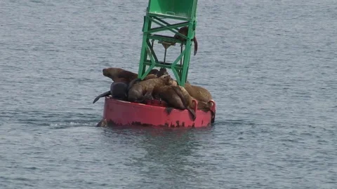Alaskan Seals on Buoy Stock Footage 85532787