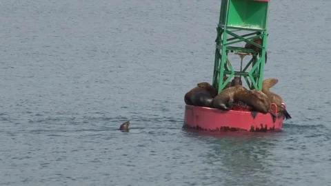Alaskan Seals on Buoy Stock Footage 85532799