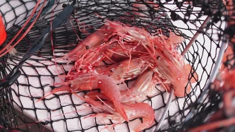 Alaskan Shrimp Pot Stock Footage 95499566