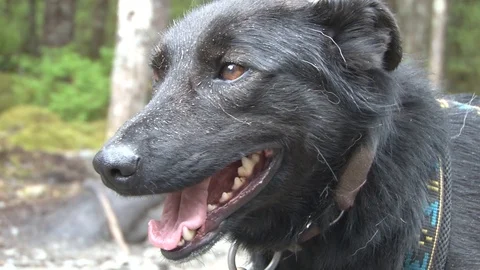 Alaskan Sled Dog black Stock Footage 85528982