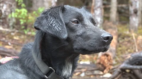Alaskan Sled Dog Stock Footage 85528999