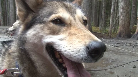 Alaskan Sled Dog Stock Footage 85532306