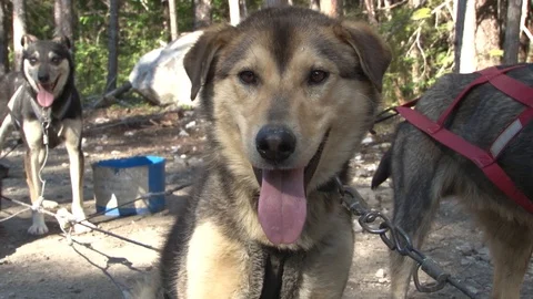 Alaskan Sled Dog Stock Footage 85532320