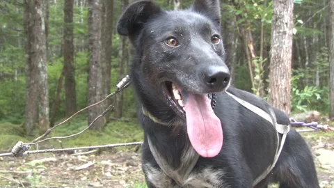 Alaskan Sled Dog panting Stock Footage 85532265