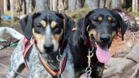 Alaskan Sled Dogs Stock Footage 85364053