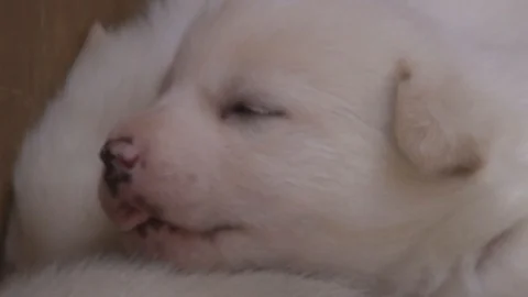 Alaskan Sled Puppy Stock Footage 85529005