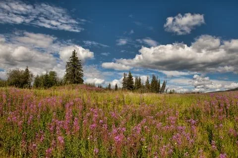 Alaskan summer Stock Photos
