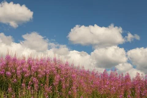 Alaskan summer Foto stock