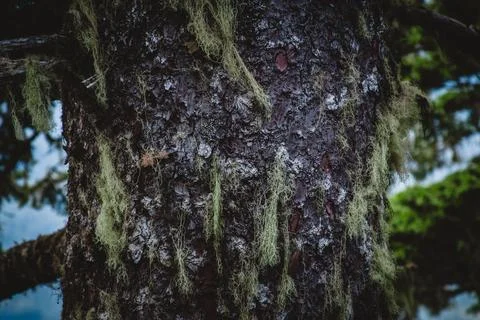 Alaskan Tree Bark Texture Close-Up Stock Photos