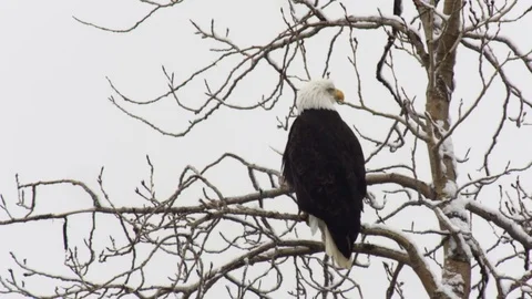 Alaskan Wildlife: Bald Eagle Perched in Tree Looking Around Stock Footage 72825587