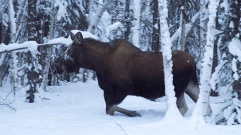 Alaskan Winter Moose Moving Through Snowy Forest Near Fairbanks Stock Footage 234437534