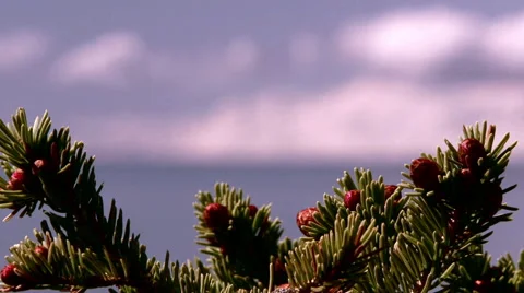 Alaska's coast with a nice pull focus of snow capped mountain Stock Footage 40465590