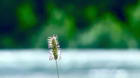Alaska's Knik river with a pull focus over the river Stock Footage 40452722