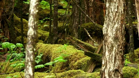 Alaska's south eastern rain forest Stock Footage 40463474