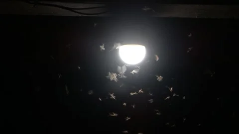 Alate fly in the lights when it rains at night Stock Footage 240638492