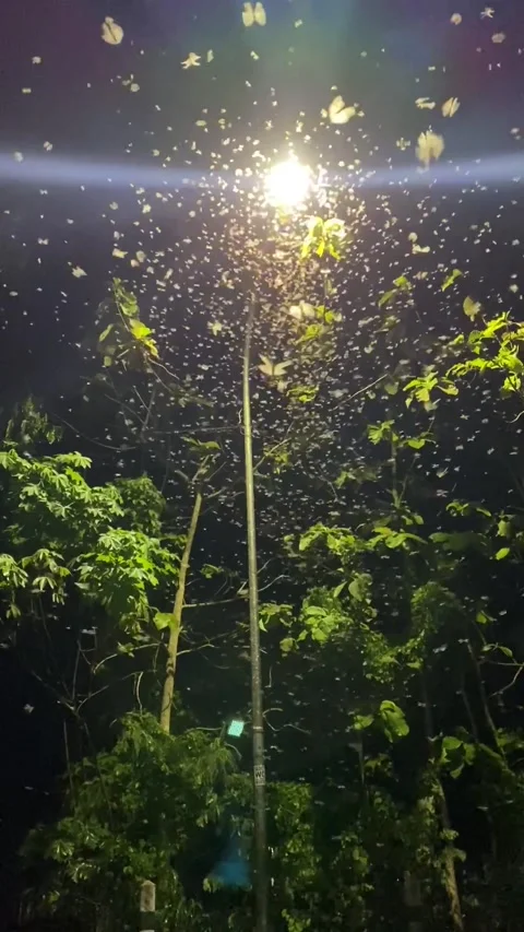 Alate flying insect Stock Footage 221883706