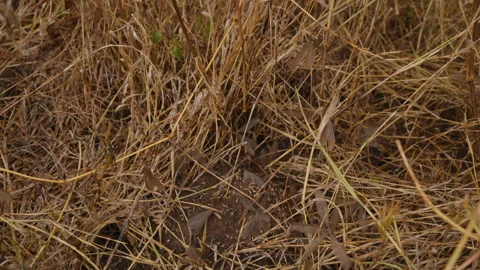 Alate termites emerging from the ground after rains Vídeo Stock 314781774