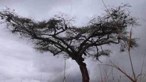 Alate termites flying under an Apple ringed acacia Stock Footage 314793211