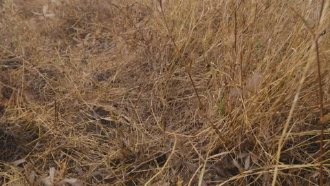 Alate termites surfacing under an Apple ringed acacia Video stock 314792055