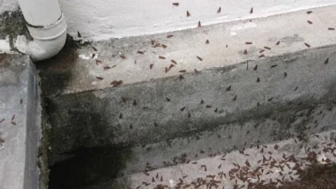 Alates termite  Video stock 154446183