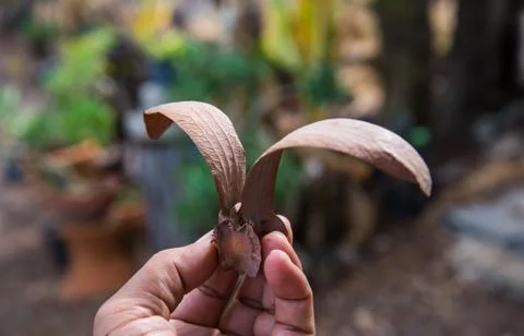 Alatus on hand Stock Photos