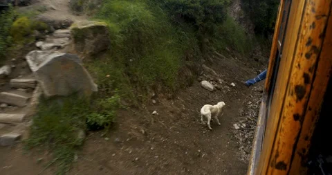 Alausi, Ecuador - March 3 2018: Dog attacking train in Andes village Stock Footage 87215930