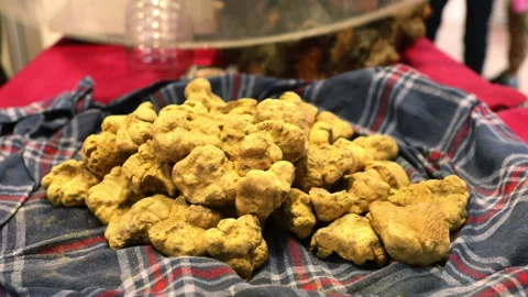 Alba white truffle close-up Video stock 141195991